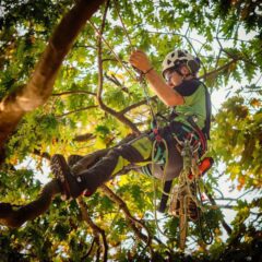 Listados De Productos Para Arborismo