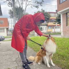 Abrigo O Gabardina Sencillo Impermeable Pvc